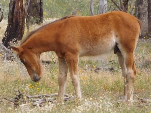 image of Introduce  a Bill for Legislation to Protect Victorian Brumbies